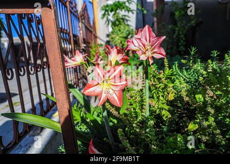 Amaryllis Flaming Peacock, Lilium, Lily, Red and White Double Amaryllis, Amaryllis Bulbs, Amaryllis Flowers Amaryllis Plants, Flaming Amaryllis Peacock, Flowers, Pink, Striped, Petals, Houseplant, Plant, Spring ... ( Photo by Luis Gutierrez / Norte Photo)  Amaryllis Flaming Peacock,Lilium, lirio, Amarilis doble roja y blanca, Amaryllis Bulbs, Amaryllis Flowers  Amaryllis Plants, pavo real llameante de la amarilis, las flores, Rosa, a rayas, pétalos, planta de interior, planta, primavera ... (Photo by Luis Gutierrez / Norte Photo) Stock Photo