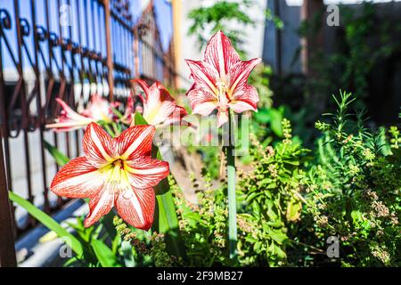 Amaryllis Flaming Peacock, Lilium, Lily, Red and White Double Amaryllis, Amaryllis Bulbs, Amaryllis Flowers Amaryllis Plants, Flaming Amaryllis Peacock, Flowers, Pink, Striped, Petals, Houseplant, Plant, Spring ... ( Photo by Luis Gutierrez / Norte Photo)  Amaryllis Flaming Peacock,Lilium, lirio, Amarilis doble roja y blanca, Amaryllis Bulbs, Amaryllis Flowers  Amaryllis Plants, pavo real llameante de la amarilis, las flores, Rosa, a rayas, pétalos, planta de interior, planta, primavera ... (Photo by Luis Gutierrez / Norte Photo) Stock Photo