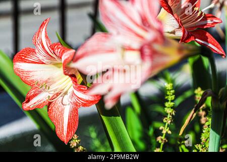 Amaryllis Flaming Peacock, Lilium, Lily, Red and White Double Amaryllis, Amaryllis Bulbs, Amaryllis Flowers Amaryllis Plants, Flaming Amaryllis Peacock, Flowers, Pink, Striped, Petals, Houseplant, Plant, Spring ... ( Photo by Luis Gutierrez / Norte Photo)  Amaryllis Flaming Peacock,Lilium, lirio, Amarilis doble roja y blanca, Amaryllis Bulbs, Amaryllis Flowers  Amaryllis Plants, pavo real llameante de la amarilis, las flores, Rosa, a rayas, pétalos, planta de interior, planta, primavera ... (Photo by Luis Gutierrez / Norte Photo) Stock Photo