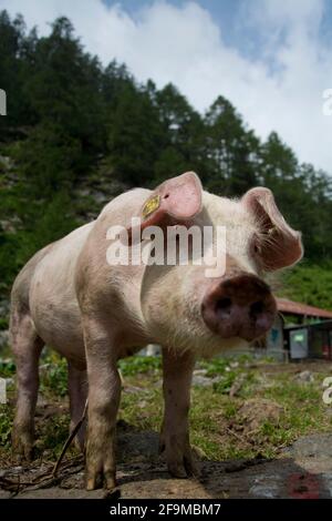 Glückliche Schweine mit Auslauf auf einer Alpweide zuhinterst im Verzascatal Stock Photo