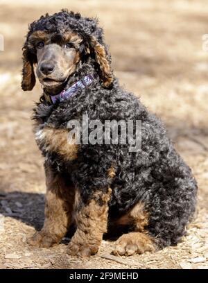 8-Week-Old Standard Phantom Poodle male puppy sitting and looking at camera. Off-leash dog park in Northern California. Stock Photo