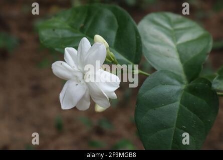 Close up of a white jasmine or Gata Pichcha flower in the garden Stock Photo
