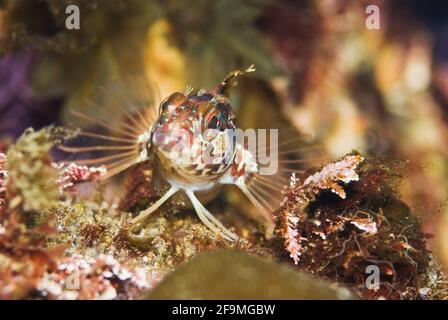 Close up macro photo of Kelp Rockfish juvenile (Sebastes atrovirens). Monterey Bay, California Stock Photo