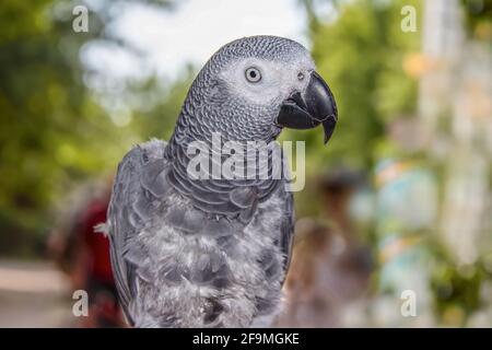 African Grey Parrot with head turned sideways - close-up with focus on head and eye - selective focus with bokeh background - room for copy Stock Photo