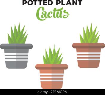 Flat design plants in pot succulents or cactus isolated on white background. Potted plants with green leafs Vector illustration. Cute Potted Cactus in Stock Vector