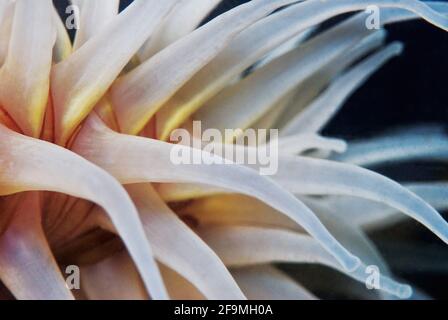 Close up macro photo of Fish-eating Anemone (Urticina piscivora). Monterey Bay, California Stock Photo