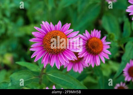 Purpur Sonnenhut, Echinacea purpurea, Blüte im Sommer Stock Photo