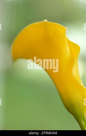 WA19463-00...WASHINGTON - Gold Star Hybrid Calla Lily. Photographed with a Lensbaby Velvet 85. Stock Photo