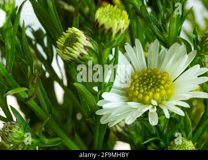 WA19467...WASHINGTON - A white daisy found in a floral arrangement. Stock Photo
