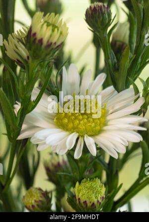 WA19472-00...WASHINGTON - A white and yellow daisy in a floral bouquet. Stock Photo