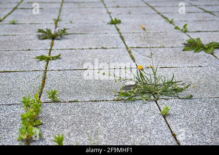 Weed growing in a deserted urban area Stock Photo