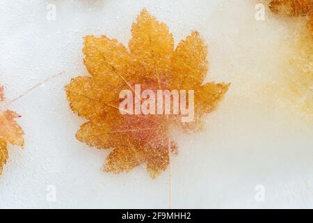 WA19480-00...WASHINGTON - Maple leaves incased in ice. Stock Photo