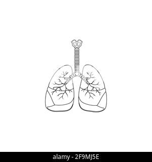 Human Respiratory System line Icon Vector isolated on white background. Breathe, bronchi, bronchiole, bronchus, lung, lungs outline icon for medical Stock Vector