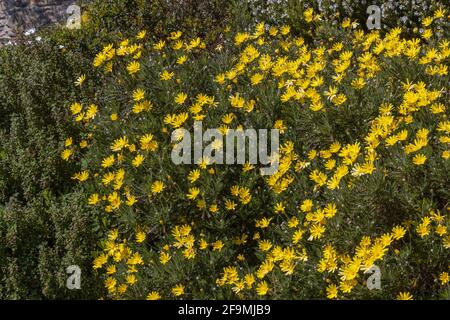 Mass of yellow Euryops flowers in spring border Stock Photo