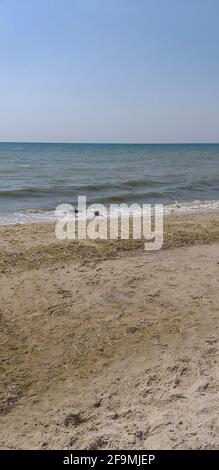 two seagulls walking on the beach Stock Photo