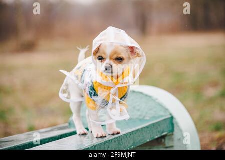 Raincoat 2024 for chihuahua