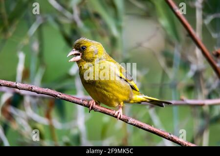 greenfinch bird sitting on a branch Stock Photo
