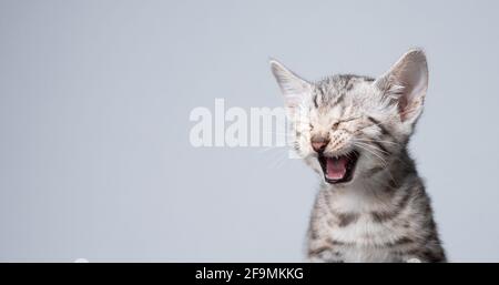 studio shot of 8 week old black silver tabby rosetted bengal kitten meowing in front of white background Stock Photo