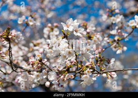 Tokyo, Japan - Cherry blossoms (Sakura) in Ueno Park, Tokyo, Japan. Stock Photo