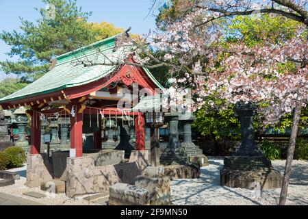 Tokyo, Japan - Cherry blossoms in Ueno Toshogu Shrine, Ueno Park, Taito, Tokyo, Japan. Stock Photo