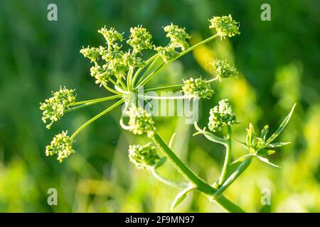 Heracleum sosnowskyi, Sosnowsky's hogweed, giant heads of cow parsnip seeds, a poisonous plant family Apiaceae on a meadow against grass with Graphoso Stock Photo