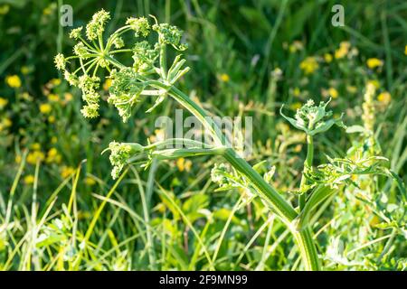 Heracleum sosnowskyi, Sosnowsky's hogweed, giant heads of cow parsnip seeds, a poisonous plant family Apiaceae on a meadow against grass with Graphoso Stock Photo