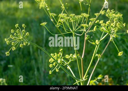 Heracleum sosnowskyi, Sosnowsky's hogweed, giant heads of cow parsnip seeds, a poisonous plant family Apiaceae on a meadow against grass with Graphoso Stock Photo