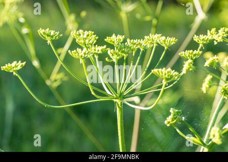 Heracleum sosnowskyi, Sosnowsky's hogweed, giant heads of cow parsnip seeds, a poisonous plant family Apiaceae on a meadow against grass Stock Photo