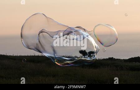 Giant soap bubble creature with iridescent rainbow colours during sunset Stock Photo