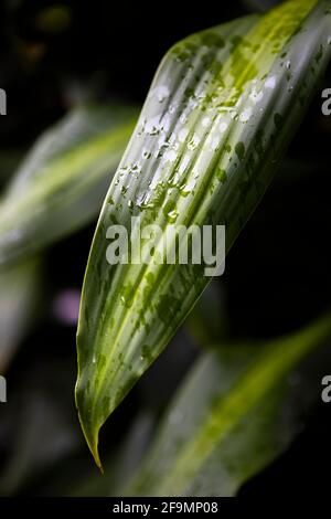 Vertical shot of a plant leaf covered in water droplets Stock Photo