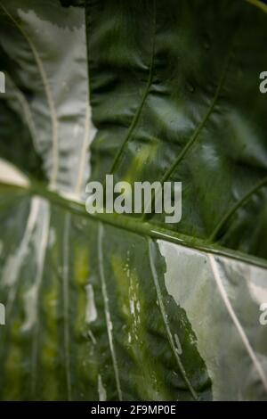 vertical shot of a Variegated Alocasia plant leaf Stock Photo
