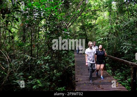 Walking on a jungle path in Gunung Mulu national park, Sarawak, Malaysia. Stock Photo
