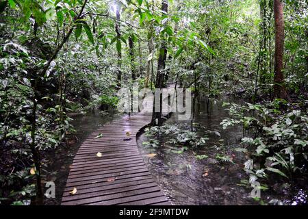 A jungle walkway in Gunung Mulu national park in Sarawak, Malaysia. Stock Photo