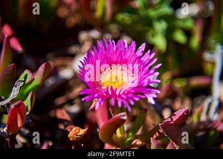 Hardy Ice coastal succulent plant with pink and yellow blossom Stock Photo