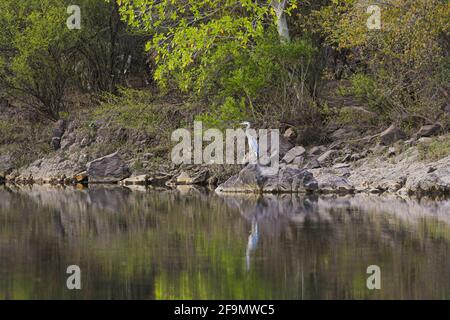 A gray heron perches on a rock on the banks of the Yaqui River, a long-legged wading bird in El Novillo, Sonora, Mexico .. reflection in the water (Photo by Luis Gutierrez / Norte Photo).  Una garza gris posa sobre una roca a la orilla del rio Yaqui, ave zancuda de patas largas en El Novillo, Sonora, Mexico.. reflejo en el agua  (Photo by Luis Gutierrez / Norte Photo). Stock Photo