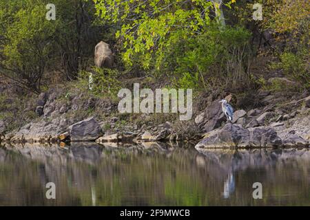 A gray heron perches on a rock on the banks of the Yaqui River, a long-legged wading bird in El Novillo, Sonora, Mexico .. reflection in the water (Photo by Luis Gutierrez / Norte Photo).  Una garza gris posa sobre una roca a la orilla del rio Yaqui, ave zancuda de patas largas en El Novillo, Sonora, Mexico.. reflejo en el agua  (Photo by Luis Gutierrez / Norte Photo). Stock Photo