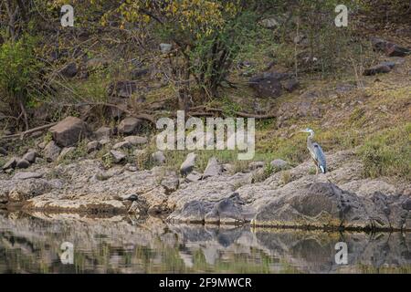 A gray heron perches on a rock on the banks of the Yaqui River, a long-legged wading bird in El Novillo, Sonora, Mexico .. reflection in the water (Photo by Luis Gutierrez / Norte Photo).  Una garza gris posa sobre una roca a la orilla del rio Yaqui, ave zancuda de patas largas en El Novillo, Sonora, Mexico.. reflejo en el agua  (Photo by Luis Gutierrez / Norte Photo). Stock Photo