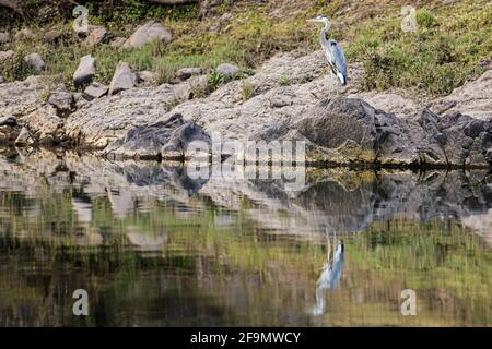 A gray heron perches on a rock on the banks of the Yaqui River, a long-legged wading bird in El Novillo, Sonora, Mexico .. reflection in the water (Photo by Luis Gutierrez / Norte Photo).  Una garza gris posa sobre una roca a la orilla del rio Yaqui, ave zancuda de patas largas en El Novillo, Sonora, Mexico.. reflejo en el agua  (Photo by Luis Gutierrez / Norte Photo). Stock Photo