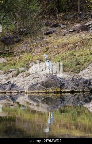 A gray heron perches on a rock on the banks of the Yaqui River, a long-legged wading bird in El Novillo, Sonora, Mexico .. reflection in the water (Photo by Luis Gutierrez / Norte Photo).  Una garza gris posa sobre una roca a la orilla del rio Yaqui, ave zancuda de patas largas en El Novillo, Sonora, Mexico.. reflejo en el agua  (Photo by Luis Gutierrez / Norte Photo). Stock Photo