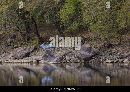 A gray heron perches on a rock on the banks of the Yaqui River, a long-legged wading bird in El Novillo, Sonora, Mexico .. reflection in the water (Photo by Luis Gutierrez / Norte Photo).  Una garza gris posa sobre una roca a la orilla del rio Yaqui, ave zancuda de patas largas en El Novillo, Sonora, Mexico.. reflejo en el agua  (Photo by Luis Gutierrez / Norte Photo). Stock Photo