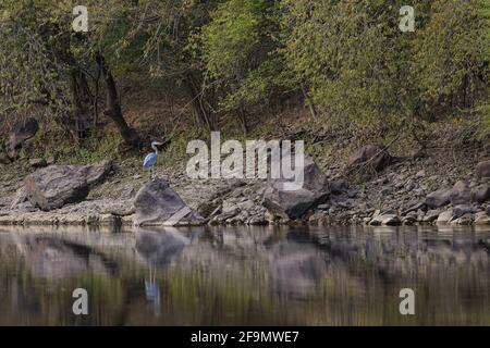 A gray heron perches on a rock on the banks of the Yaqui River, a long-legged wading bird in El Novillo, Sonora, Mexico .. reflection in the water (Photo by Luis Gutierrez / Norte Photo).  Una garza gris posa sobre una roca a la orilla del rio Yaqui, ave zancuda de patas largas en El Novillo, Sonora, Mexico.. reflejo en el agua  (Photo by Luis Gutierrez / Norte Photo). Stock Photo