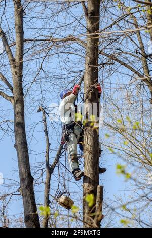 A worker in a helmet on ropes climbs up a tree to trim branches. Rejuvenation of trees. The work of city utilities. Sunny spring day. Stock Photo