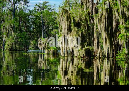 Spanish moss hanging from bald cypress trees catches the morning light ...