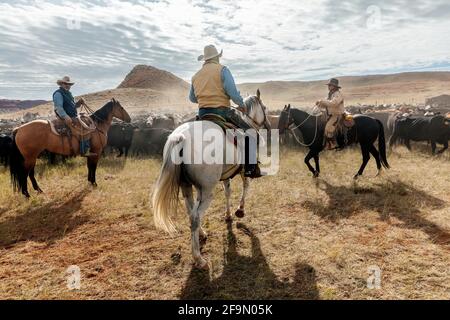 WY04135-00...WYOMING - Cowboys and Cowgirl at a cattle round up on the Willow Creek Ranch.