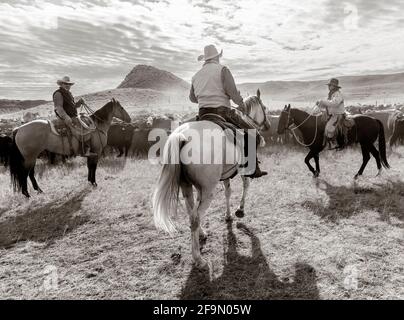 WY04135-00-BW...WYOMING - Cowboys and Cowgirl at a cattle round up on the Willow Creek Ranch.