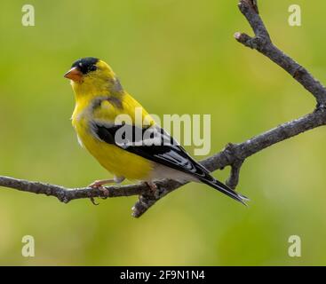 Male American goldfinch ( Spinus tristis ) Perched On Branch Looking Forward Side View Stock Photo