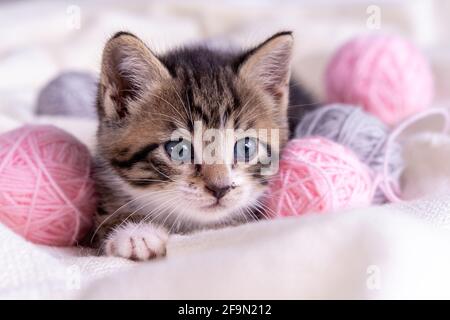 Striped cat playing with pink and grey balls skeins of thread on white bed. Little curious kitten lying over white blanket looking at camera Stock Photo
