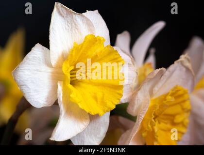 Yellow daffodil flowers on black background from back, with white petals, front image Stock Photo