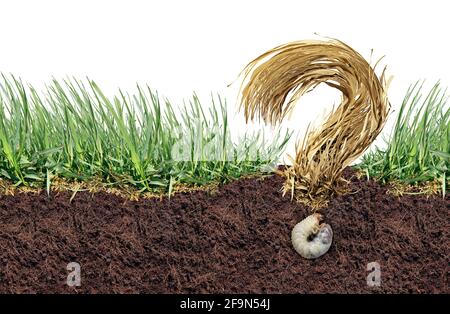 Lawn grub damage question as chinch larva damaging grass roots causing a brown patch disease in the turf as a composite image isolated. Stock Photo