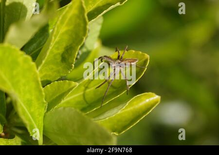 Young nursery web spider (Pisaura mirabilis). Family Pisauridae. On the leaves of an Euonymus in a Dutch garden in the spring. April, Netherlands. Stock Photo